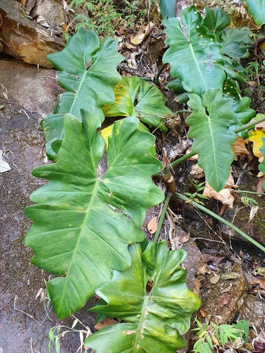 Philodendron venustifoliatum, photograph 2