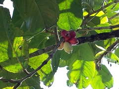 Syzygium malaccense