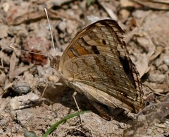 Junonia orithya wallacei