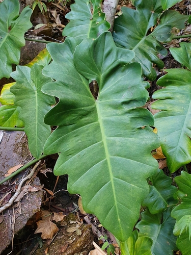 Philodendron venustifoliatum, photograph 3