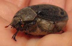 Asthenopholis adspersa