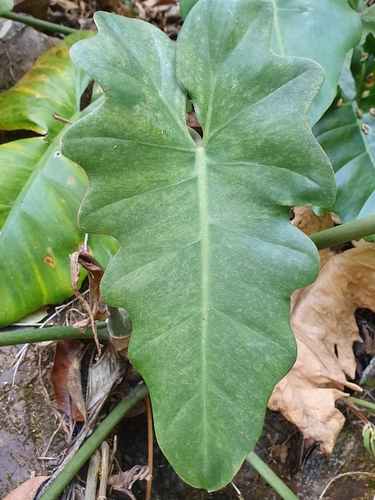 Philodendron venustifoliatum, photograph 4
