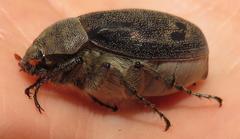 Asthenopholis adspersa