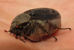 Asthenopholis adspersa