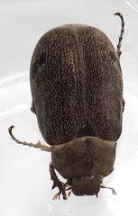 Asthenopholis adspersa