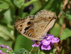 Junonia orithya wallacei