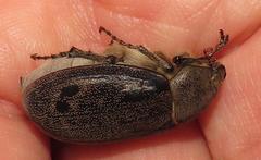 Asthenopholis adspersa