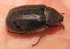 Asthenopholis adspersa