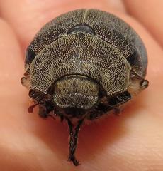 Asthenopholis adspersa