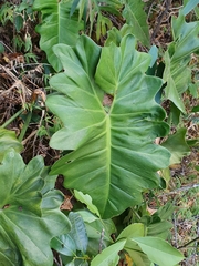 João Arthur Rabello, CC BY, iNaturalist via GBIF Philodendron venustifoliatum, photograph João Arthur Rabello, CC BY, iNaturalist via GBIF