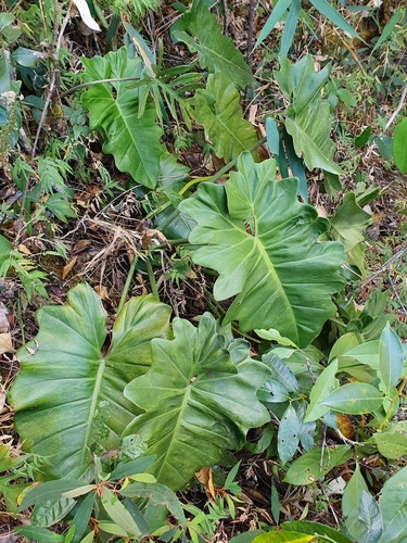 Philodendron venustifoliatum, photograph 6