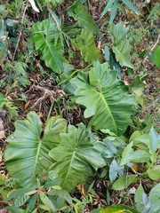 Philodendron venustifoliatum, photograph João Arthur Rabello, CC BY, iNaturalist via GBIF