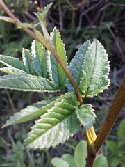 Phellolophium madagascariense
