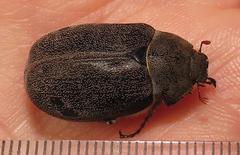 Asthenopholis adspersa