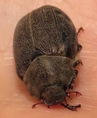 Asthenopholis adspersa