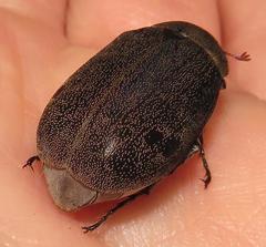 Asthenopholis adspersa