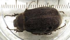 Asthenopholis adspersa