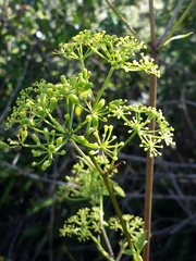 Phellolophium madagascariense