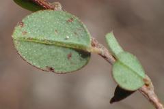 Indigofera sarmentosa