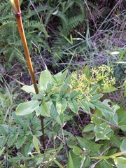 Phellolophium madagascariense