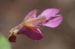 Indigofera sarmentosa