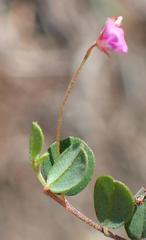 Indigofera sarmentosa