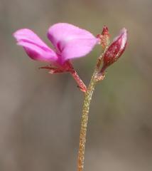 Indigofera sarmentosa