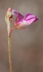 Indigofera sarmentosa