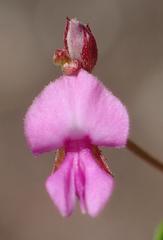 Indigofera sarmentosa