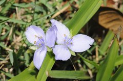 Tradescantia