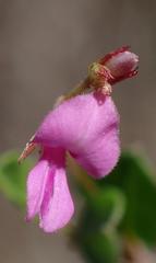 Indigofera sarmentosa