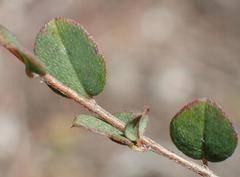 Indigofera sarmentosa