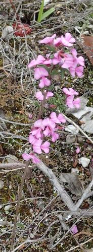 Image of Indigofera concava by (c) Nicola van Berkel, some rights reserved (CC BY-SA)