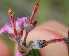 Indigofera concava