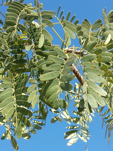 Delonix decaryi