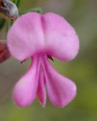 Indigofera concava