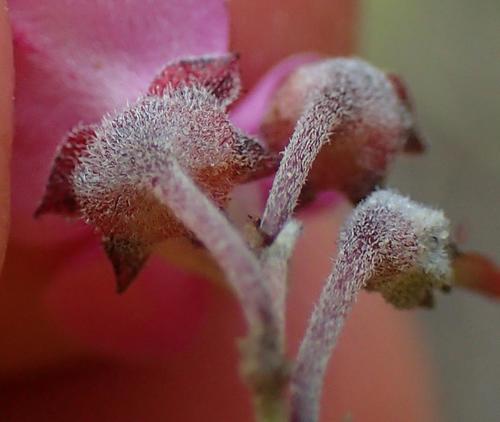 Image of Indigofera concava by (c) Nicola van Berkel, some rights reserved (CC BY-SA)