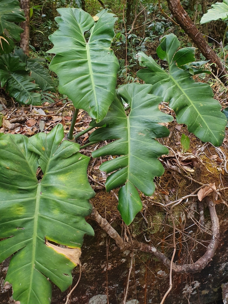 Philodendron venustifoliatum; photograph João Arthur Rabello, CC BY, iNaturalist via GBIF
