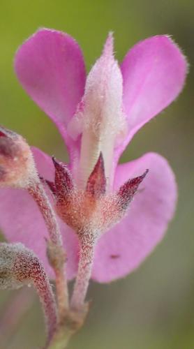 Image of Indigofera concava by (c) Nicola van Berkel, some rights reserved (CC BY-SA)