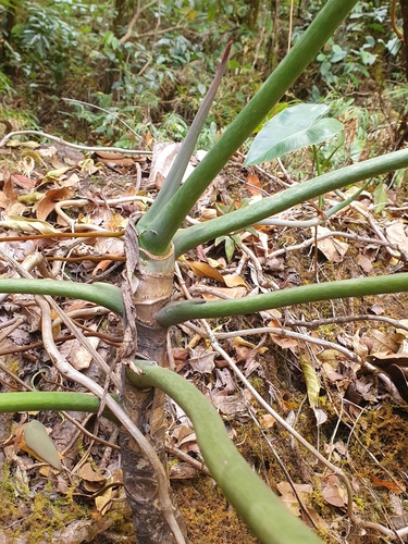 Philodendron venustifoliatum, photograph 1