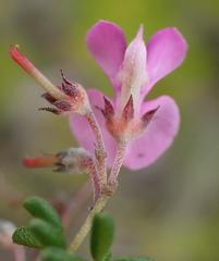 Indigofera concava