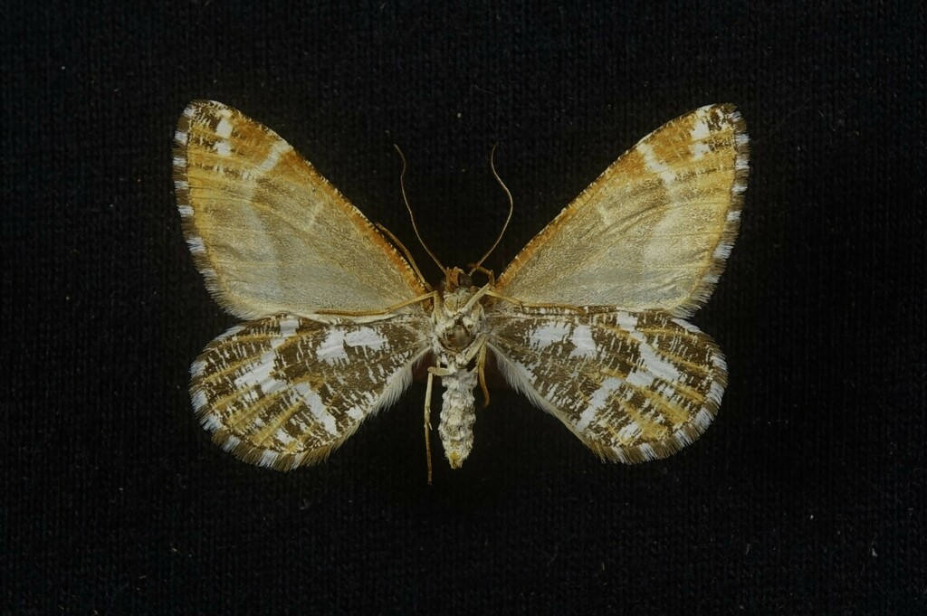 Stamnodes watsoni