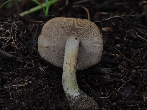 Inocybe