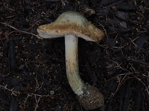 Inocybe (Photo 2 of 16)