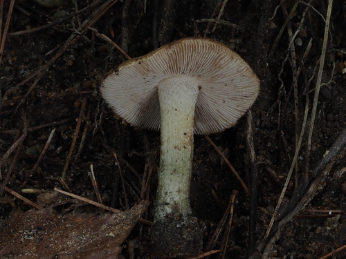 Inocybe (Photo 3 of 16)
