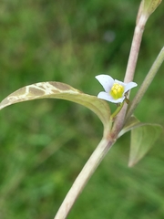 Exacum quinquenervium