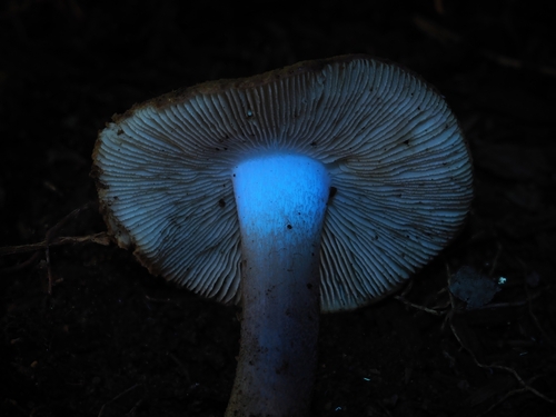 Inocybe (Photo 4 of 16)