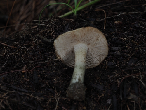 Inocybe (Photo 5 of 16)