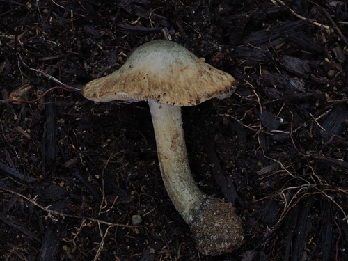 Inocybe (Photo 6 of 16)