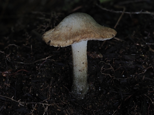 Inocybe (Photo 7 of 16)